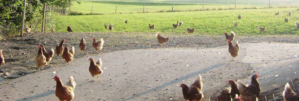 Hühner auf einer Wiese mit Zugang zur Natur, typisch für tierfreundliche Haltung.